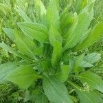 Rudbeckia hirta leaf picture by no bru (cc-by-sa)