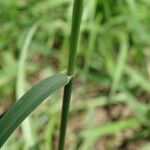 Chloris gayana leaf picture by Maarten Vanhove (cc-by-sa)