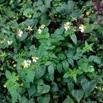 Bidens pilosa habit picture by Shehadi Ramiz (cc-by-sa)