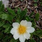 Dryas octopetala flower picture by Marco Scalisi (cc-by-sa)