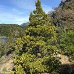 Austrocedrus chilensis habit picture by Daniel Barthelemy (cc-by-nc)