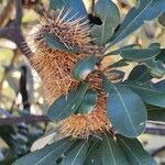 Banksia integrifolia flower picture by Danielle Stig (cc-by-sa)