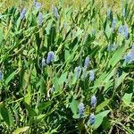 Pontederia cordata habit picture by Trap Hers (cc-by-sa)