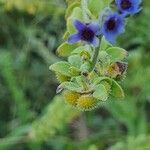 Cynoglossum dioscoridis flower picture by español Pilar (cc-by-sa)