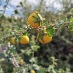 Solanum arundo fruit picture by Alexander Alexander (cc-by-sa)