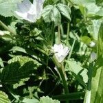 Malva neglecta habit picture by isabelle d (cc-by-sa)