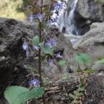 Trachystemon orientalis flower picture by kivrak uliana (cc-by-sa)