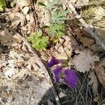 Lathyrus filiformis habit picture by Jean-Marc Vanel (cc-by-sa)