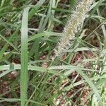 Cenchrus ciliaris habit picture by Denis Bastianelli (cc-by-sa)