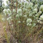 Thymus mastichina habit picture by López Javier (cc-by-sa)