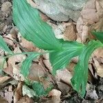 Epipactis leptochila habit picture by feuilles alternes (cc-by-sa)