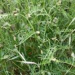 Vicia cracca leaf picture by ludmila san vicente (cc-by-sa)