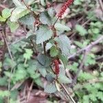 Acalypha multicaulis flower picture by Trap Hers (cc-by-sa)