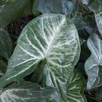 Syngonium podophyllum leaf picture by Ronald Rodrigues Ronald Marcio Guedes Rodrigues (cc-by-sa)