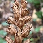 Neottia nidus-avis fruit picture by nicolas pecqueux (cc-by-sa)