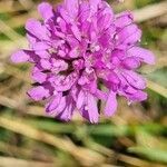 Knautia drymeia flower picture by Jani Zadrgal (cc-by-sa)