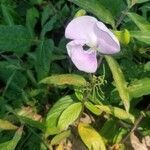 Vigna vexillata flower picture by Canaan Vivero (cc-by-sa)