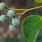 Tilia cordata fruit picture by Petra Beversdorff (cc-by-sa)