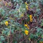 Tithonia diversifolia habit picture by Shehadi Ramiz (cc-by-sa)