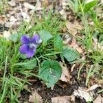 Viola sororia habit picture by Matthias Foellmer (cc-by-sa)