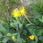 Senecio doronicum flower picture by Bernard SAUVIGNET (cc-by-sa)