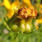 Coreopsis lanceolata fruit picture by Yoan MARTIN (cc-by-sa)