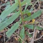 Serpocaulon vacillans leaf picture by Trap Hers (cc-by-sa)