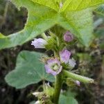 Malva verticillata flower picture by Sabina Hartmann (cc-by-sa)