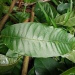 Annona reticulata leaf picture by Matthieu Gebus (cc-by-sa)