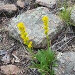 Solidago missouriensis flower picture by Zoe Racca (cc-by-sa)