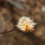 Erigeron karvinskianus fruit picture by H. Goëau (cc-by-sa)