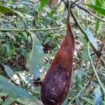 Schizolobium parahyba fruit picture by JP Corrêa Carvalho (cc-by-sa)