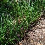 Liriope muscari habit picture by Bruce Winter (cc-by-sa)