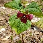 Trillium erectum habit picture by papaserial (cc-by-sa)