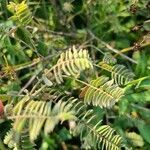 Amorpha canescens leaf picture by Jennifer Scheidegger (cc-by-sa)