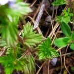 Euphrasia pectinata leaf picture by Jean-Luc Durand (cc-by-sa)