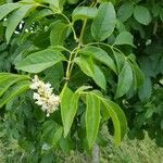 Fraxinus ornus flower picture by Hellen BARRABES (cc-by-sa)