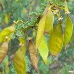 Parkinsonia praecox fruit picture by Trap Hers (cc-by-sa)