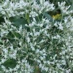 Eupatorium altissimum flower picture by Michelle Star (cc-by-sa)