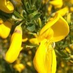 Cytisus scoparius flower picture by Jack Hausmanne (cc-by-sa)