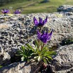 Phyteuma globulariifolium habit picture by Fabien Anthelme (cc-by-sa)