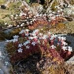 Saxifraga corsica habit picture by celine horellou (cc-by-sa)