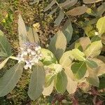 Calotropis gigantea habit picture by Prasanta Hembram (cc-by-sa)