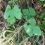 Kedrostis leloja leaf picture by susan brown (cc-by-sa)