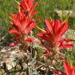 Castilleja linariifolia flower picture by sarah simms (cc-by-sa)