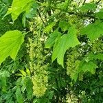 Acer pseudoplatanus flower picture by Herbert Tichova (cc-by-sa)