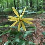 Silphium asteriscus flower picture by Nick Farfsing (cc-by-sa)