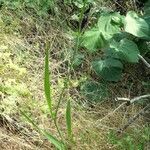 Gladiolus imbricatus habit picture by Rossen Vassilev (cc-by-sa)