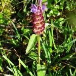 Prunella vulgaris habit picture by Alain Bigou (cc-by-sa)