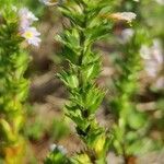 Euphrasia officinalis leaf picture by Peltonen Petri (cc-by-sa)